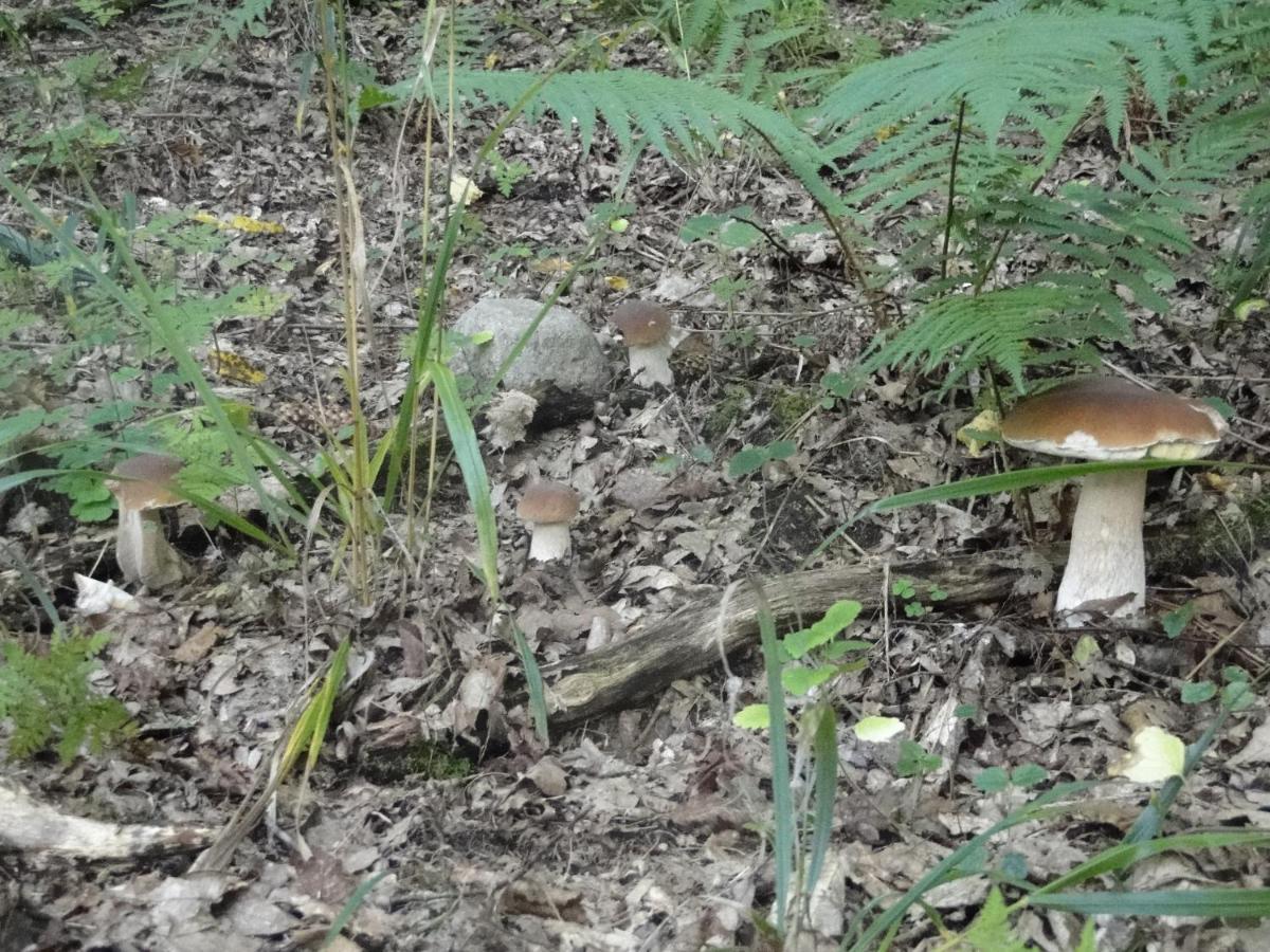 Agroturystyka Zywe Kruklanki Bagian luar foto